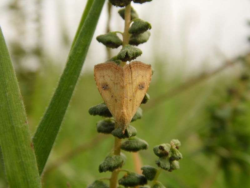 Lepidotteri del Parco del Roccolo da ID